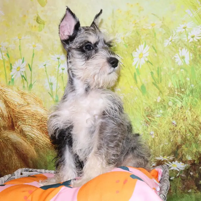 Male Mini Schnauzer puppy named Ash for sale at Petland Monroeville.
