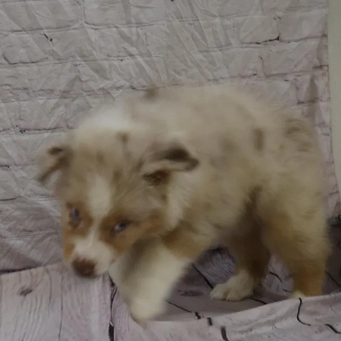 Male Australian Shepherd puppy named Kenneth for sale at Petland Monroeville.