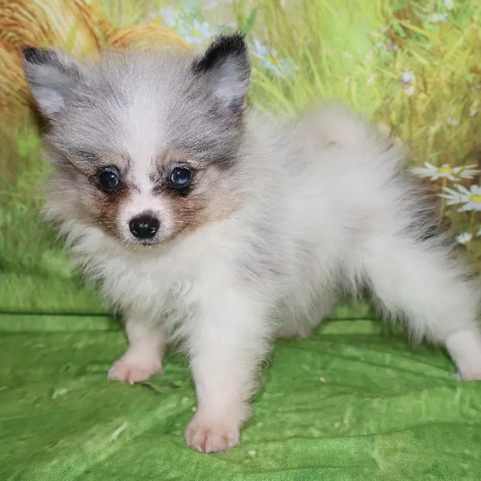 Male Pomeranian puppy named Mochi for sale at Petland Monroeville.