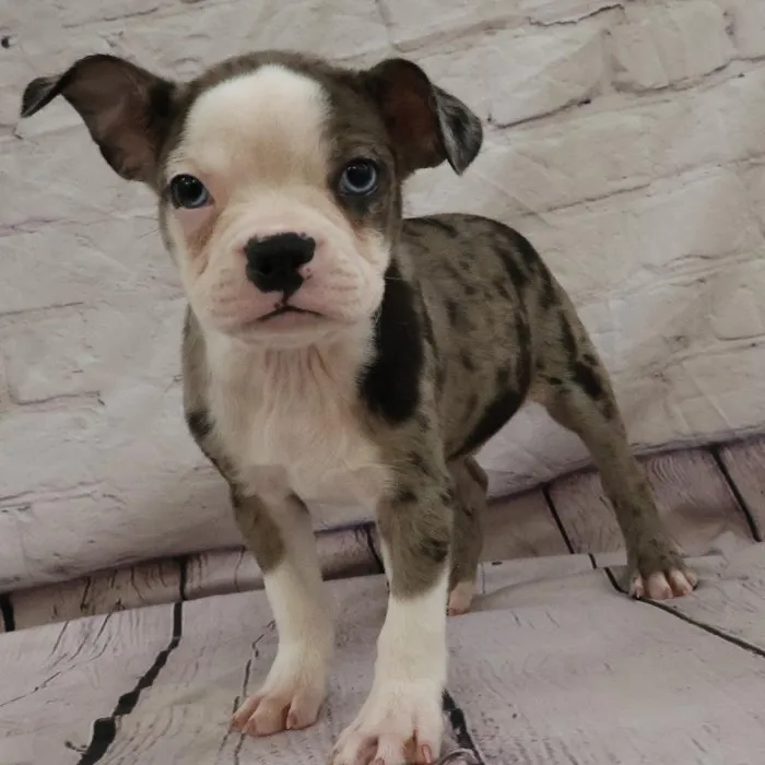 Male Boston Terrier puppy named John for sale at Petland Monroeville.