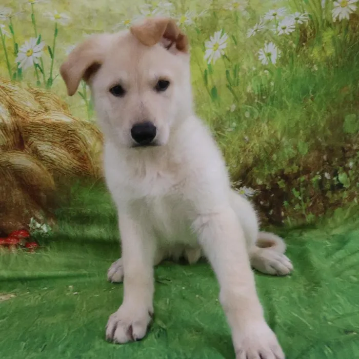 Male German Shepherd puppy named Henry for sale at Petland Monroeville.