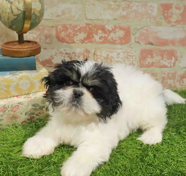 Male Pekingese puppy for sale at Petland Monroeville.