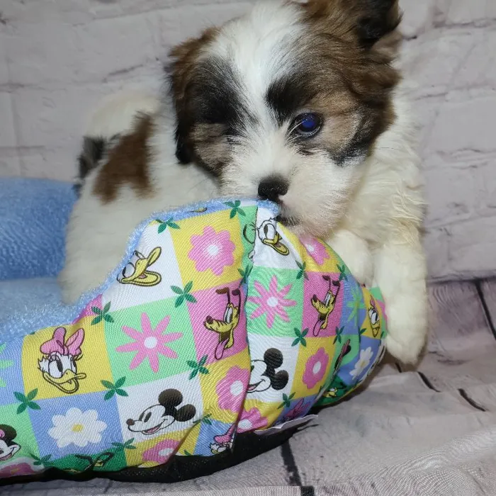 Female Lhasa Apso puppy named Nicky for sale at Petland Monroeville.