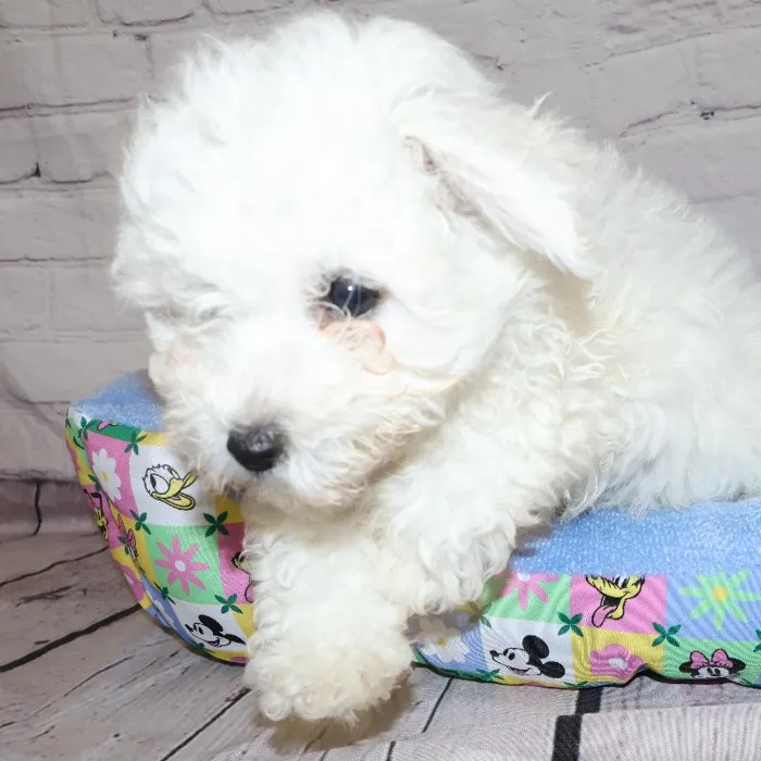 Male Bichon puppy named Ray for sale at Petland Monroeville.