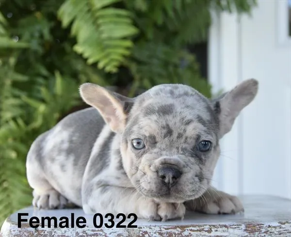 Female French Bulldog puppy named Betty for sale at Petland Monroeville.