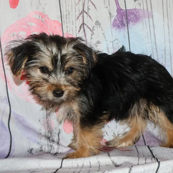 Female Yorkie puppy named Camie for sale at Petland Monroeville.