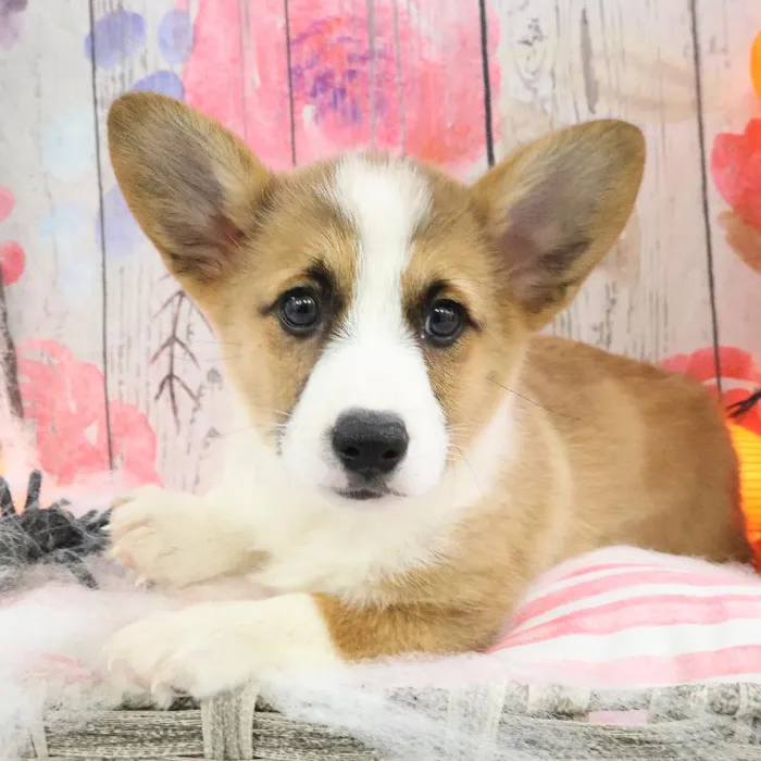Male Pembroke Welsh Corgi puppy named Harry for sale at Petland Monroeville.