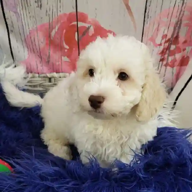 Male Bichon- Poo puppy for sale at Petland Monroeville.