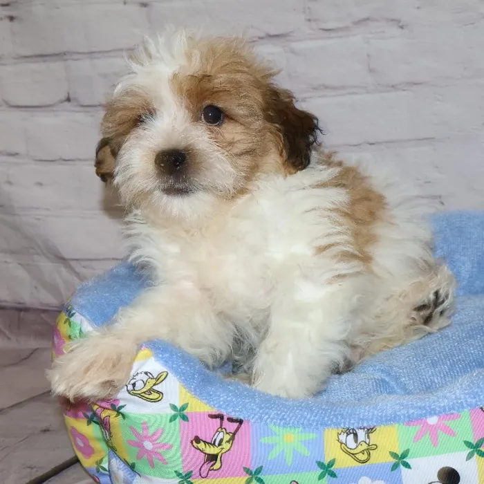 Male Teddy Bear puppy named John for sale at Petland Monroeville.