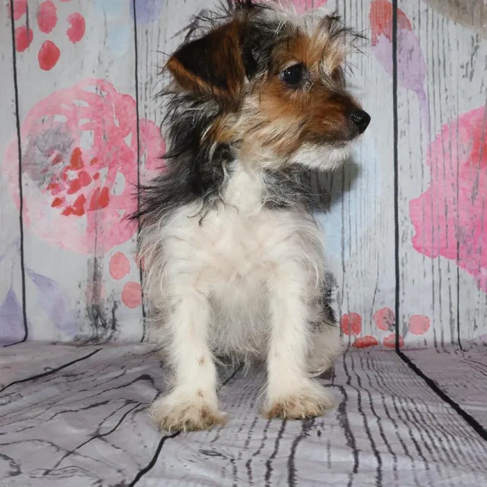 Female Yorkie puppy named Kristy for sale at Petland Monroeville.