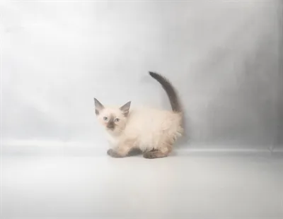 Female Tonkinese kitten for sale at Petland Monroeville.
