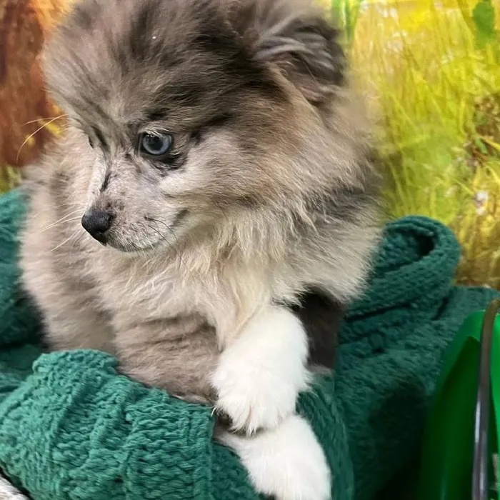 Male Pomsky puppy named Christopher for sale at Petland Monroeville.
