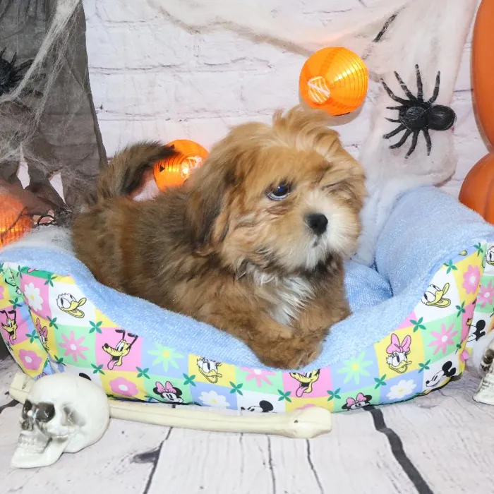 Male Lhasa Apso puppy named Thomas for sale at Petland Monroeville.