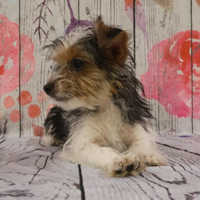 Female Yorkie puppy named Kristy for sale at Petland Monroeville.
