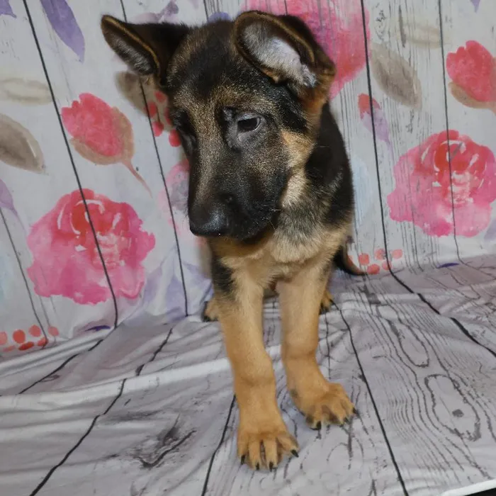 Male German Shepherd puppy named Alaric for sale at Petland Monroeville.