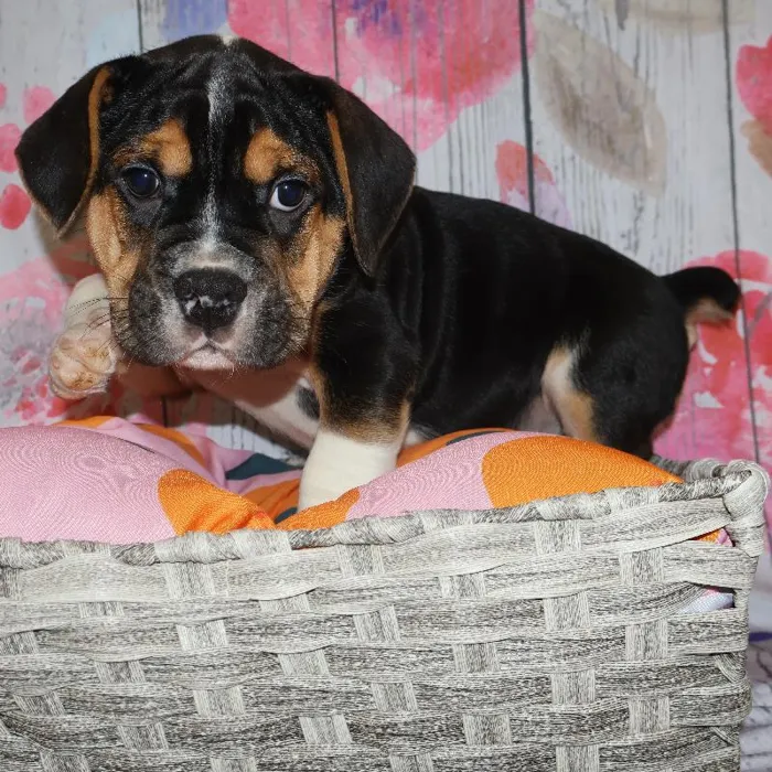 Male Beabull puppy named Richard for sale at Petland Monroeville.
