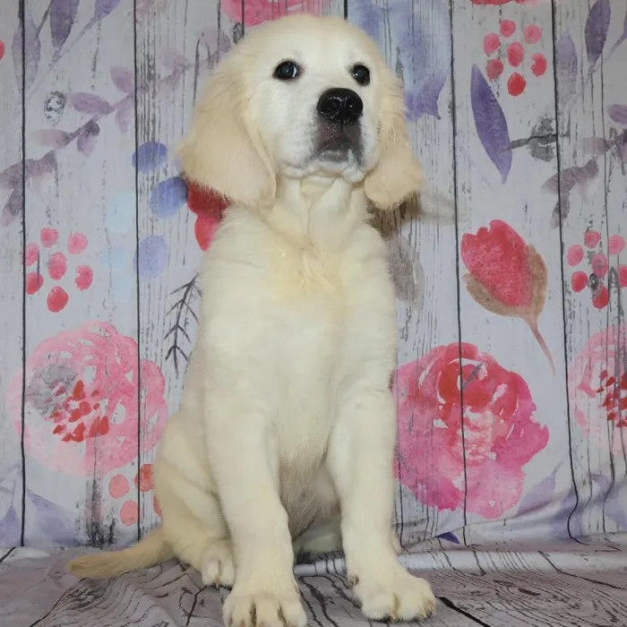 Male Golden Retriever puppy named Kevin for sale at Petland Monroeville.