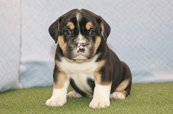 Male Beabull puppy for sale at Petland Monroeville.