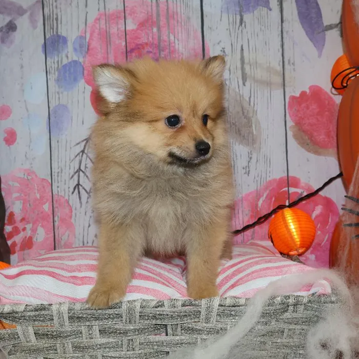 Male Pomeranian puppy named Miguel for sale at Petland Monroeville.