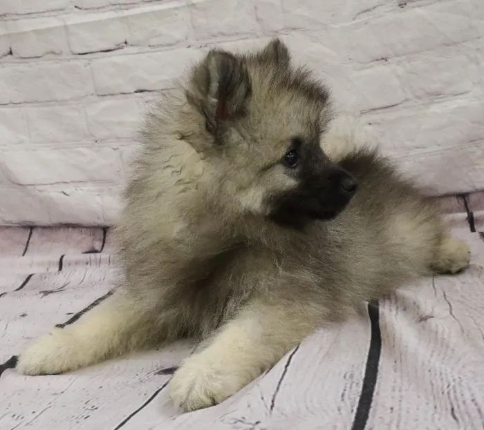 Male Keeshond puppy named Richard for sale at Petland Monroeville.