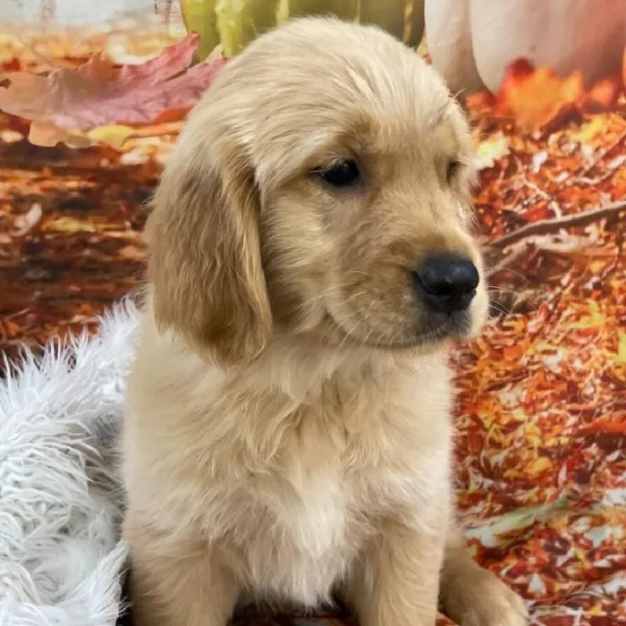Female Golden Retriever puppy for sale at Petland Monroeville.