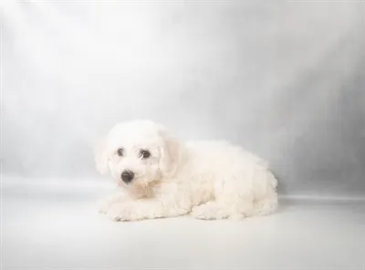 Female Bichon puppy for sale at Petland Monroeville.