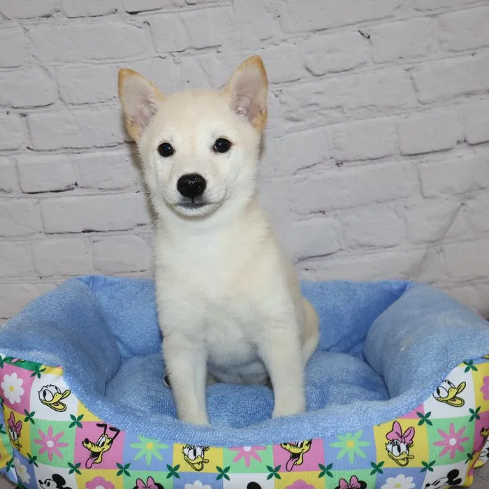 Male Shiba Inu puppy named Phillip for sale at Petland Monroeville.