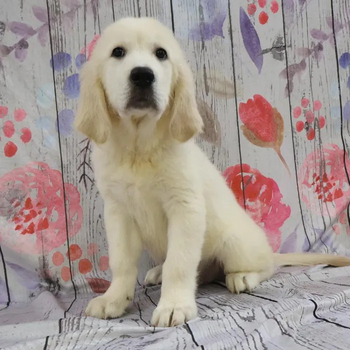 Male Golden Retriever puppy named Kevin for sale at Petland Monroeville.
