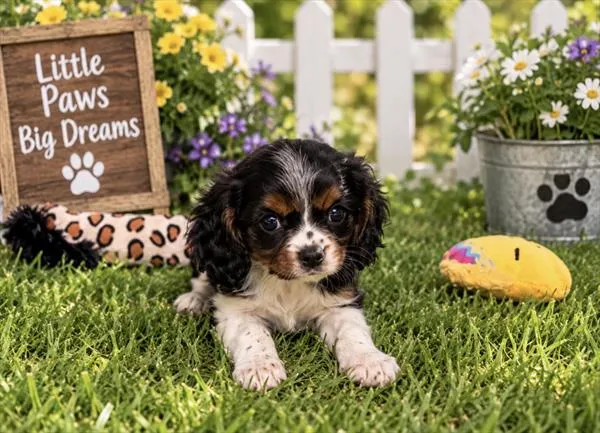 Male Cavalier King Charles Spaniel puppy for sale at Petland Monroeville.