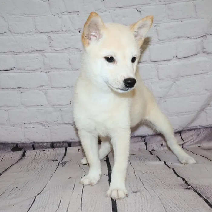 Male Shiba Inu puppy named Phillip for sale at Petland Monroeville.