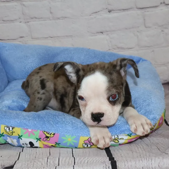 Male Boston Terrier puppy named John for sale at Petland Monroeville.