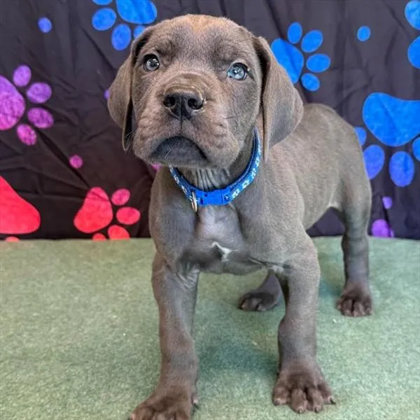 Male Great Dane puppy named Gerald for sale at Petland Monroeville.