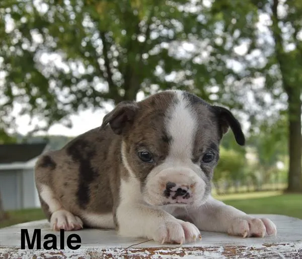 Male Boston Terrier puppy named Jorge for sale at Petland Monroeville.