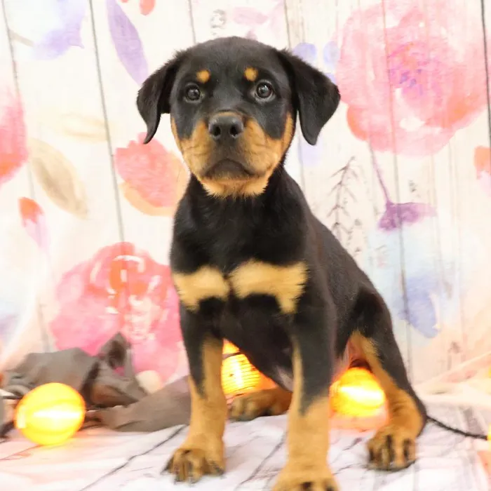 Male Rottweiler puppy named Carl for sale at Petland Monroeville.
