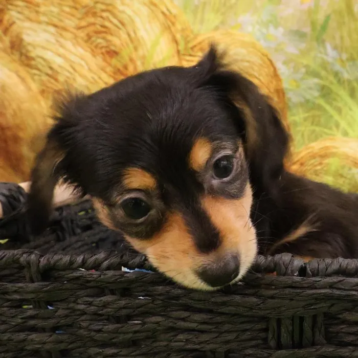Male Chiweenie puppy named Jonathan for sale at Petland Monroeville.
