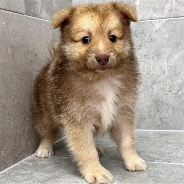 Male Pomeranian puppy for sale at Petland Monroeville.
