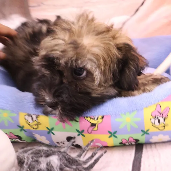 Male Havanese puppy named Carlos for sale at Petland Monroeville.