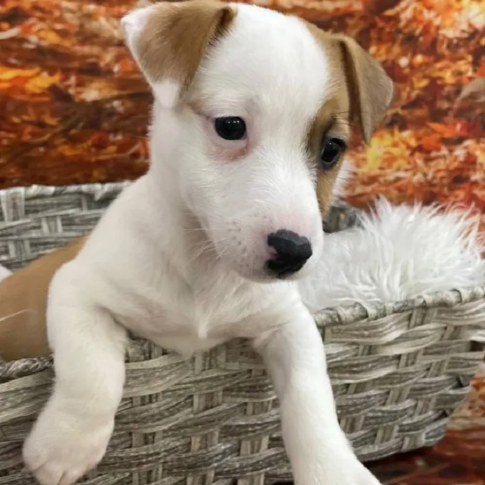 Male Jack Russell Terrier puppy for sale at Petland Monroeville.