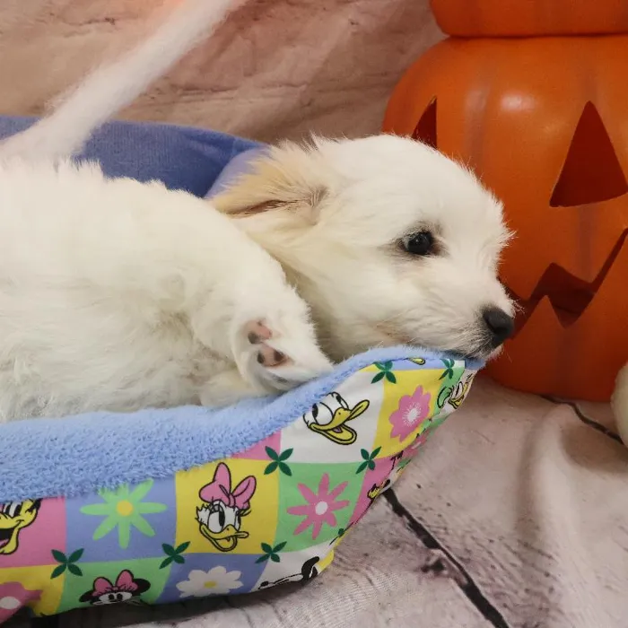 Male Coton De Tulear puppy named Paul for sale at Petland Monroeville.