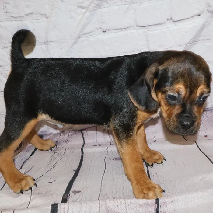 Male Puggle puppy named Joseph for sale at Petland Monroeville.