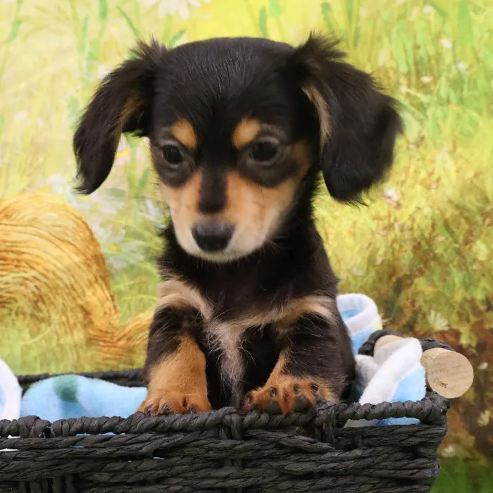 Male Chiweenie puppy named Jonathan for sale at Petland Monroeville.