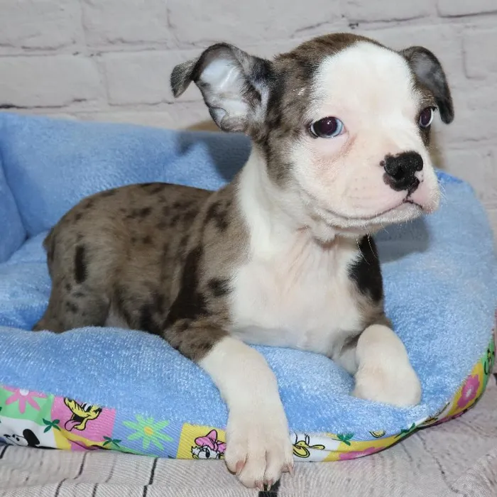 Male Boston Terrier puppy named John for sale at Petland Monroeville.