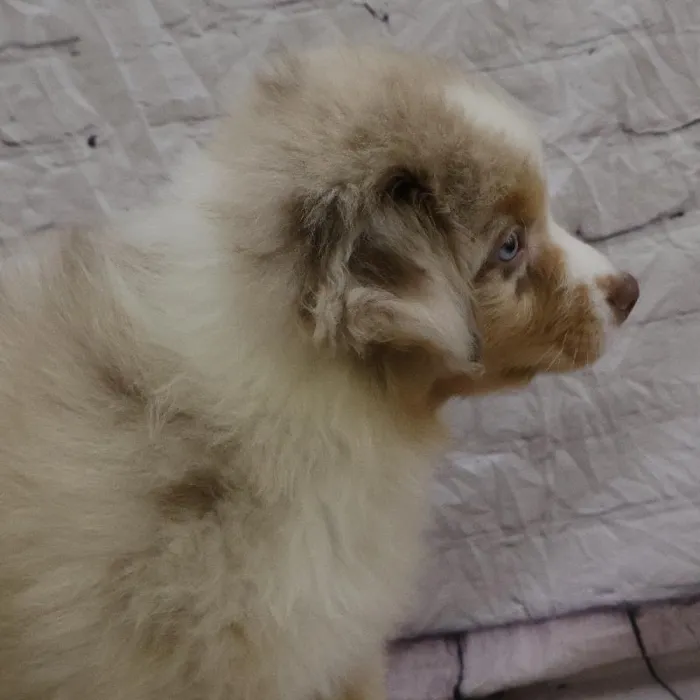 Male Australian Shepherd puppy named Kenneth for sale at Petland Monroeville.