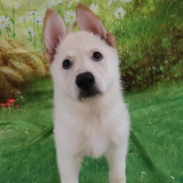 Female German Shepherd puppy named Janis for sale at Petland Monroeville.
