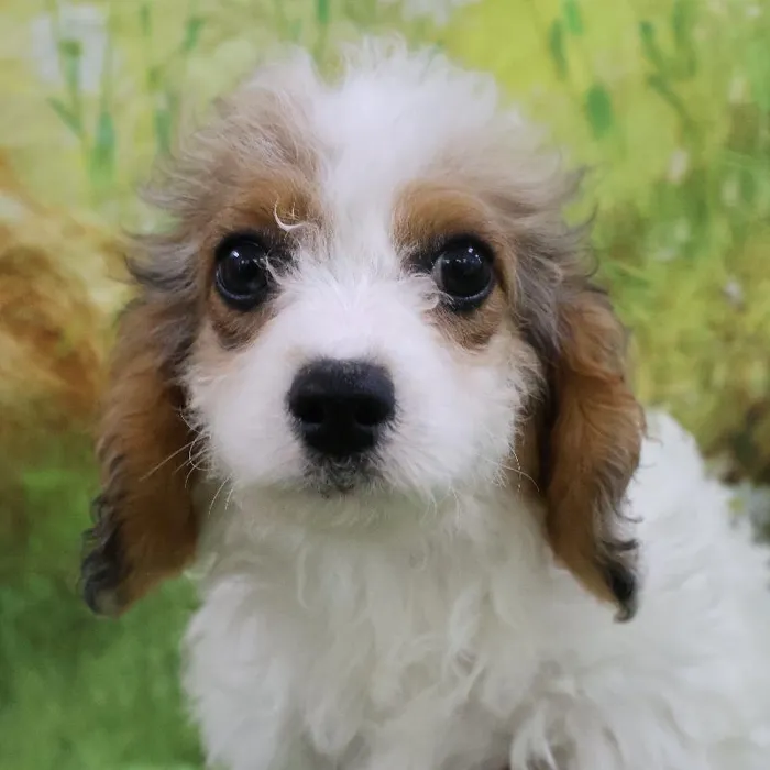 Female Cavapoo puppy named Bonnie for sale at Petland Monroeville.