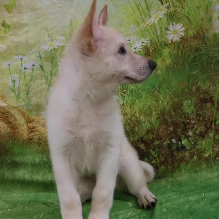 Female German Shepherd puppy named Janis for sale at Petland Monroeville.