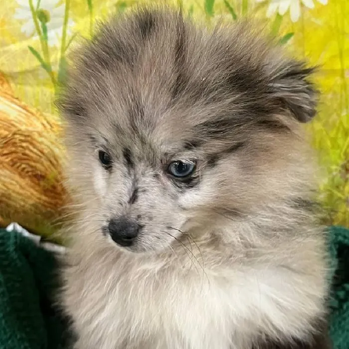 Male Pomsky puppy named Christopher for sale at Petland Monroeville.