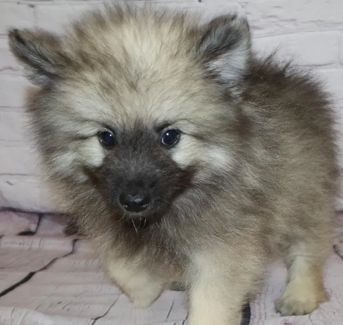 Male Keeshond puppy named Richard for sale at Petland Monroeville.