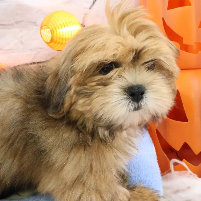 Male Lhasa Apso puppy named Thomas for sale at Petland Monroeville.