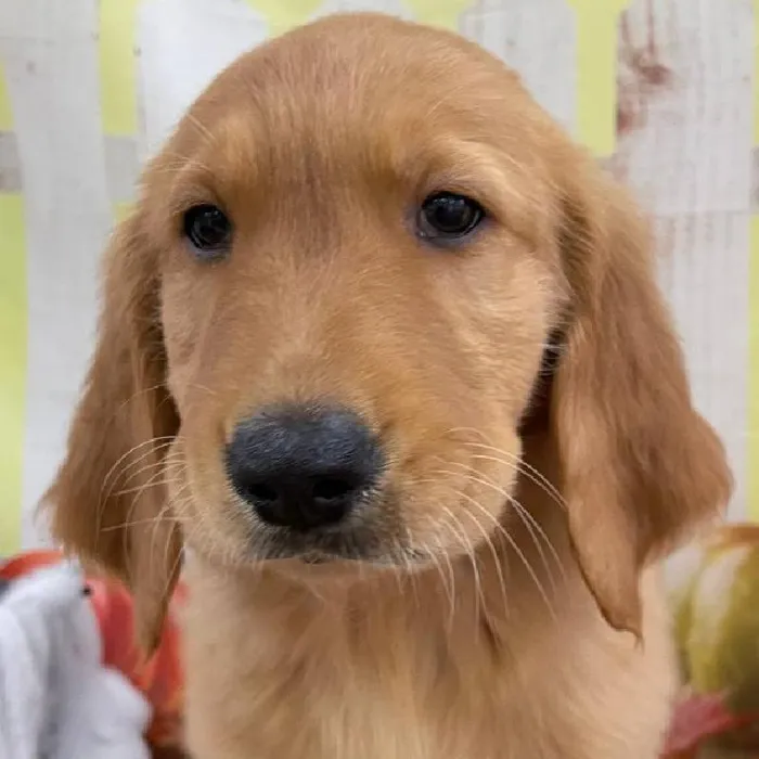 Male Golden Retriever puppy for sale at Petland Monroeville.